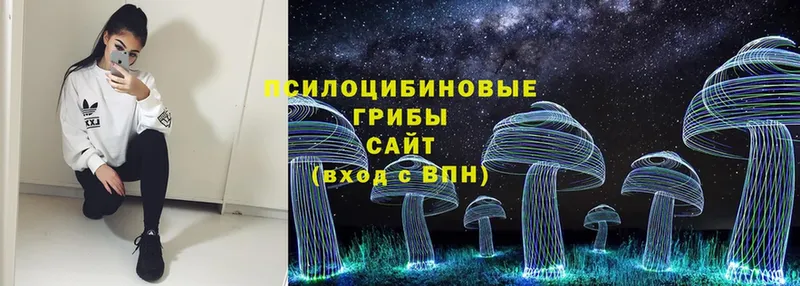 где найти   Карачаевск  Псилоцибиновые грибы MAGIC MUSHROOMS 